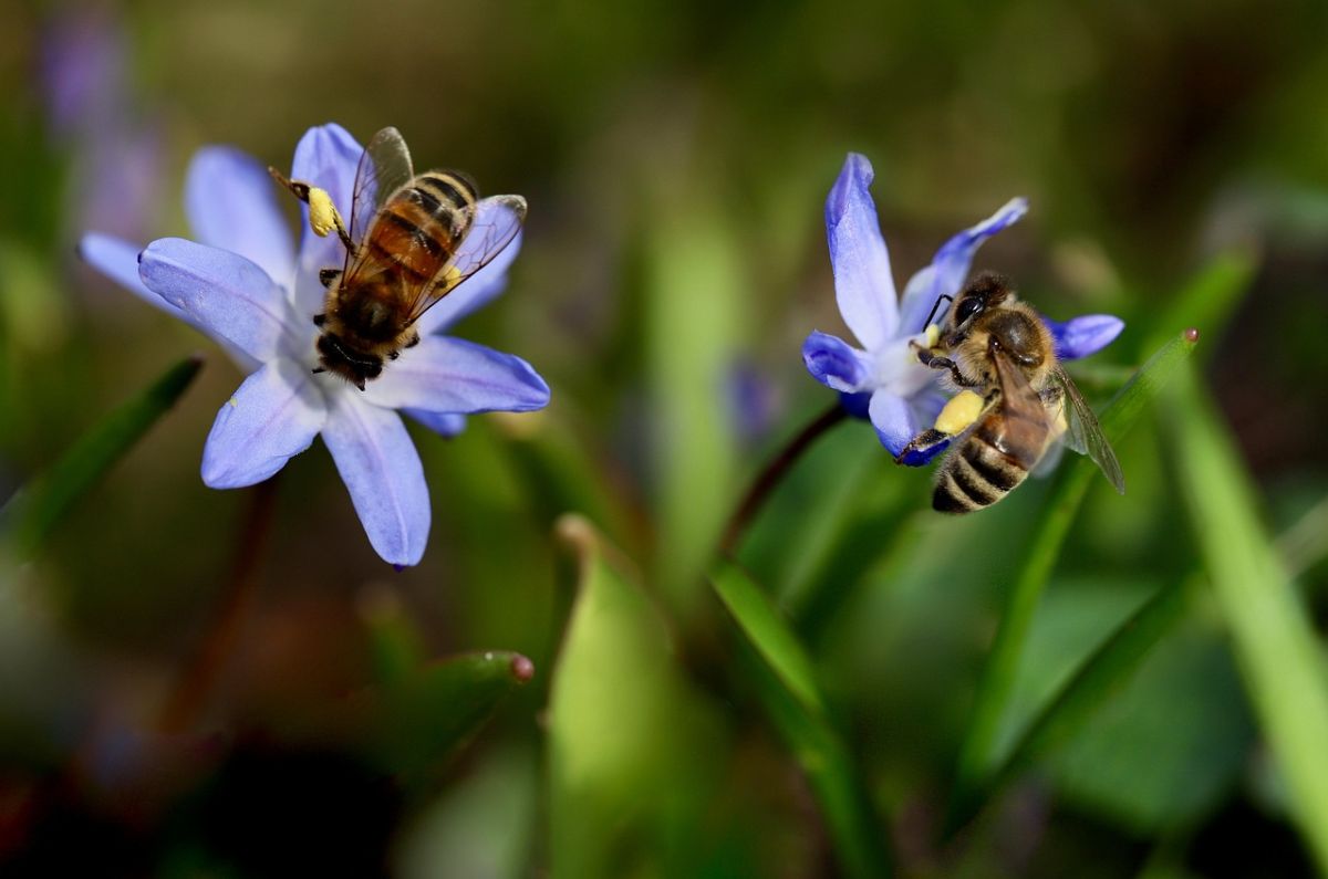 Histórico: CDMX reconoce a las abejas como especie prioritaria