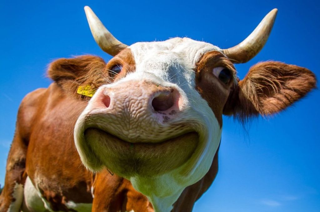 La neurociencia animal revela que las vacas forman amistades y recuerdan a sus enemigas