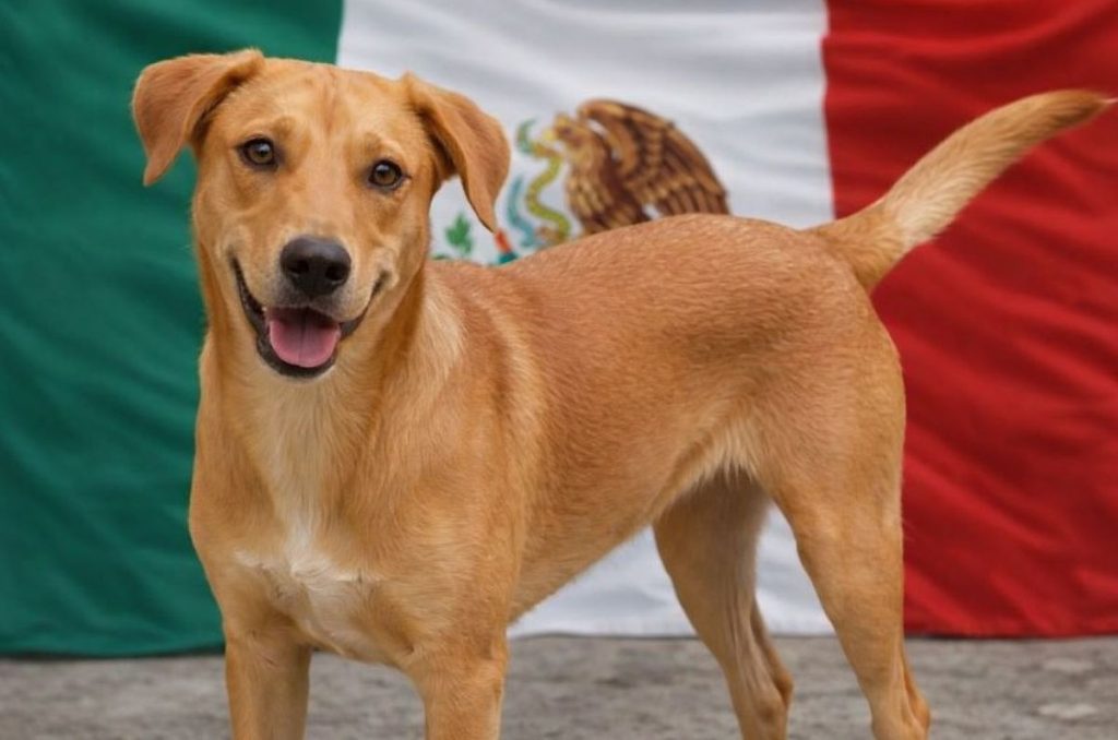 La primera reunión de perritos caramelo llegará a Coyoacán con concursos, adopciones y actividades para celebrar a los lomitos mestizos.