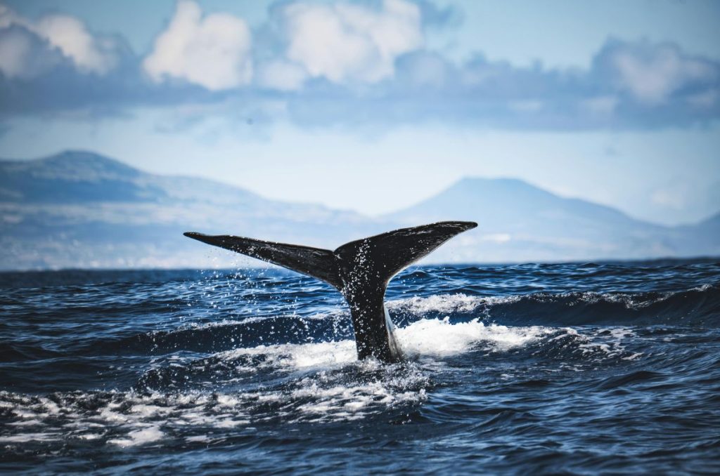 ¡Gana la Ballena Azul! Revocan proyecto que habilitaba a Loreto como Puerto de Altura 1