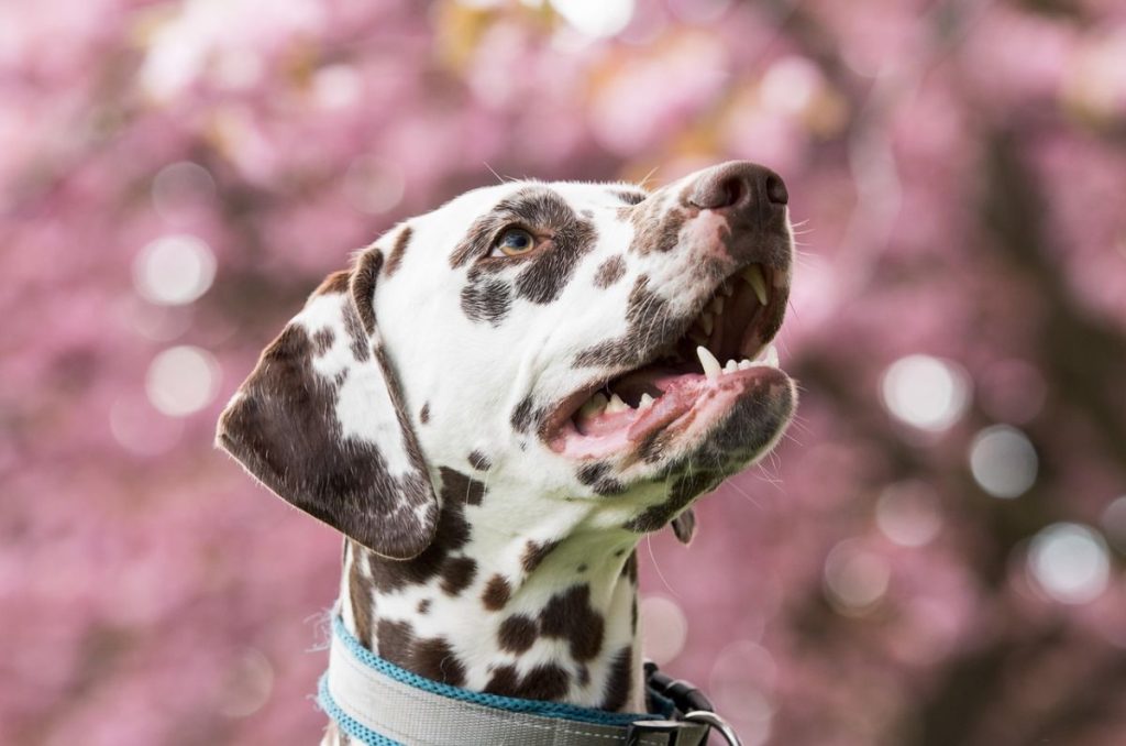 Los mejores cafés pet friendly cerca de Chapultepec para salir con tu lomito