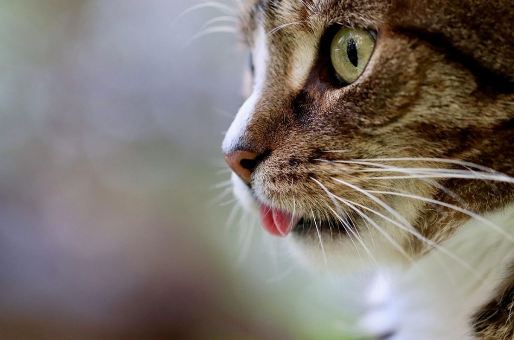 Dejar salir a tu gato podría reducir su esperanza de vida, alertan expertos