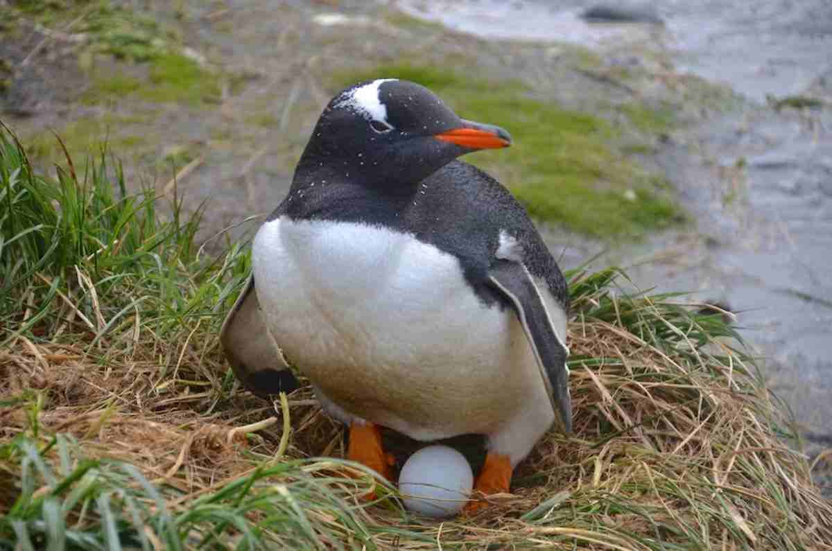 nueva-especie-de-pinguino-compressed