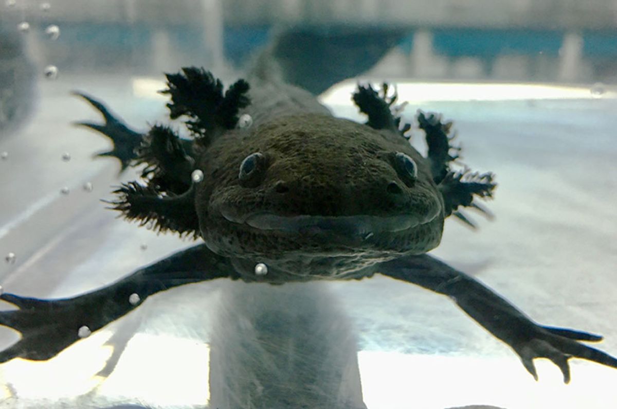 Ojo con las multas: ¿Es ilegal tener un ajolote de mascota en México? Esto dice la ley