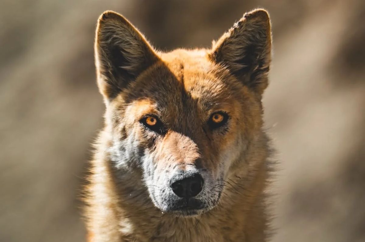 Parece sacado de una película, pero es real: nace nuevo híbrido de perro y lobo