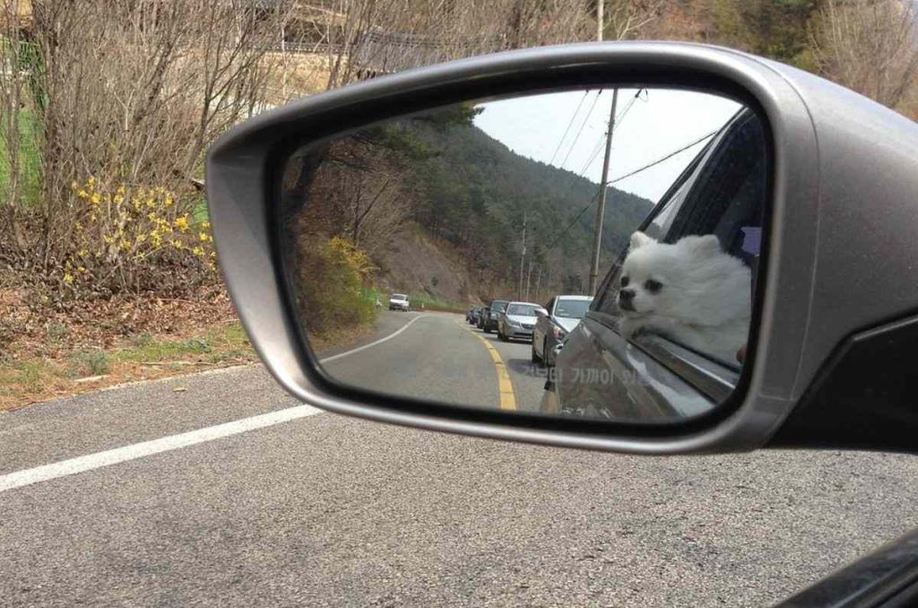 Ojo: llevar a tu perro suelto en el coche en CDMX puede costarte una multa 0
