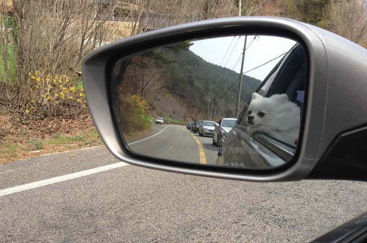 perro-en-el-coche-