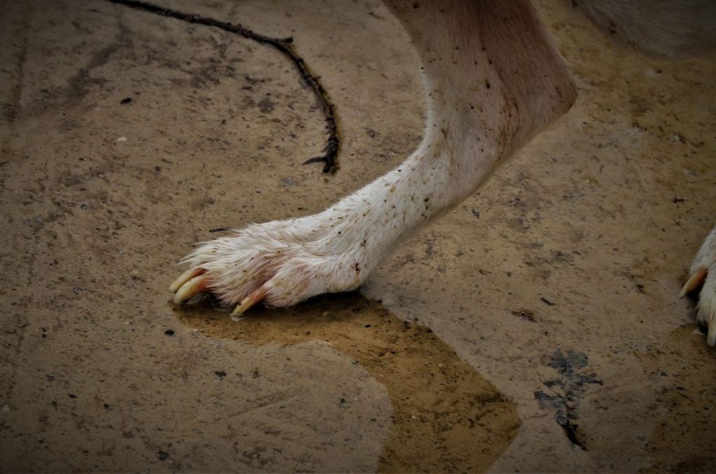 Mucho ojo: estas son las multas por dejar perros amarrados en azoteas sin agua y en plena lluvia 0