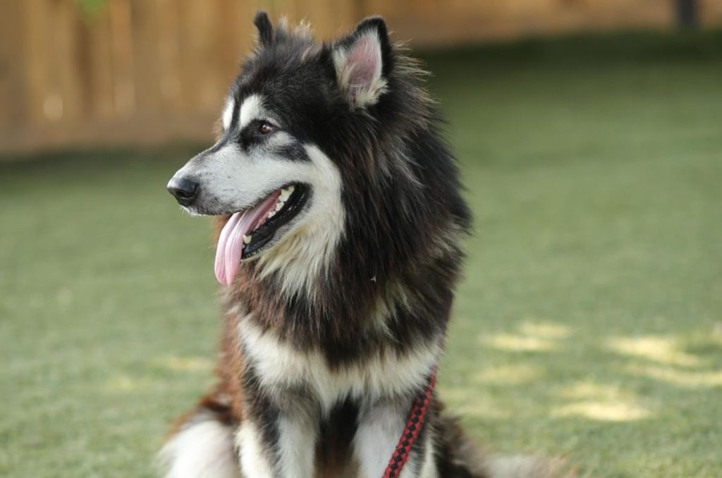 ¿Tu mascota realmente es bienvenida? Diferencias entre lugares Pet-Friendly y Pet-Tolerant 0