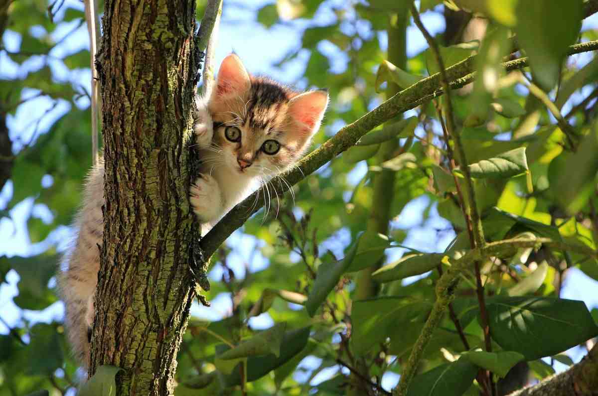 ¿Qué es la desungulación? Khloé Kardashian causa polémica por amputar las garras de sus gatos