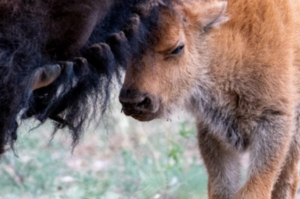 Tras 200 años de ausencia, vuelve a nacer un bisonte en Sonora