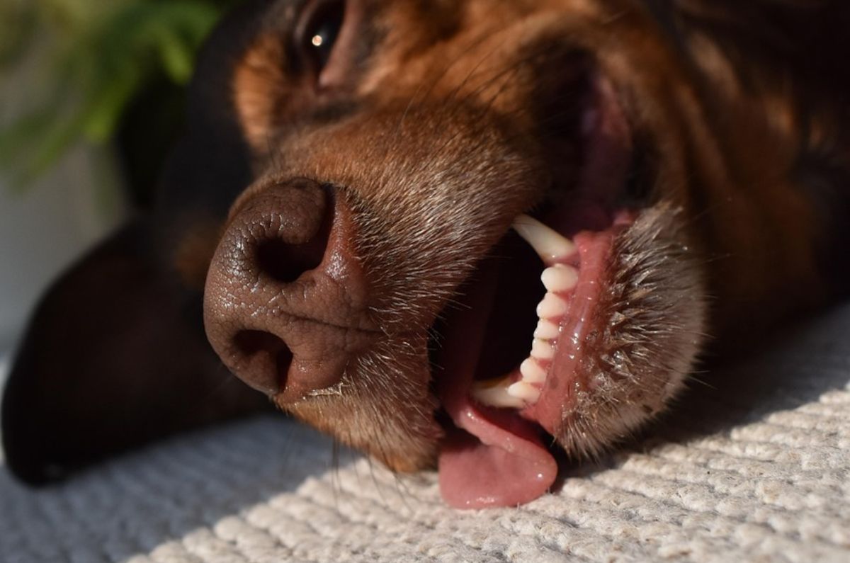 tu-mascota-esta-en-riesgo-asi-puedes-prevenir-golpes-de-calor-durante-el-fenomeno-del-nino