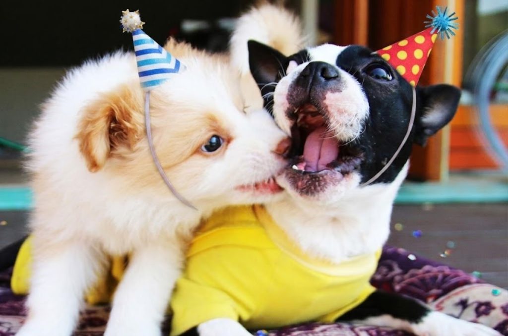 ¿Tu perro podría vivir más años? Crean píldora que busca extender su vida