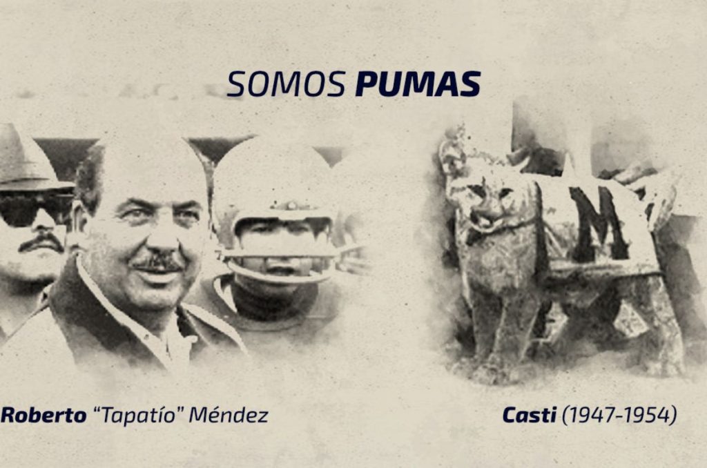 Así nació la mascota de la UNAM: la historia de Casti, la primera cachorra puma 0