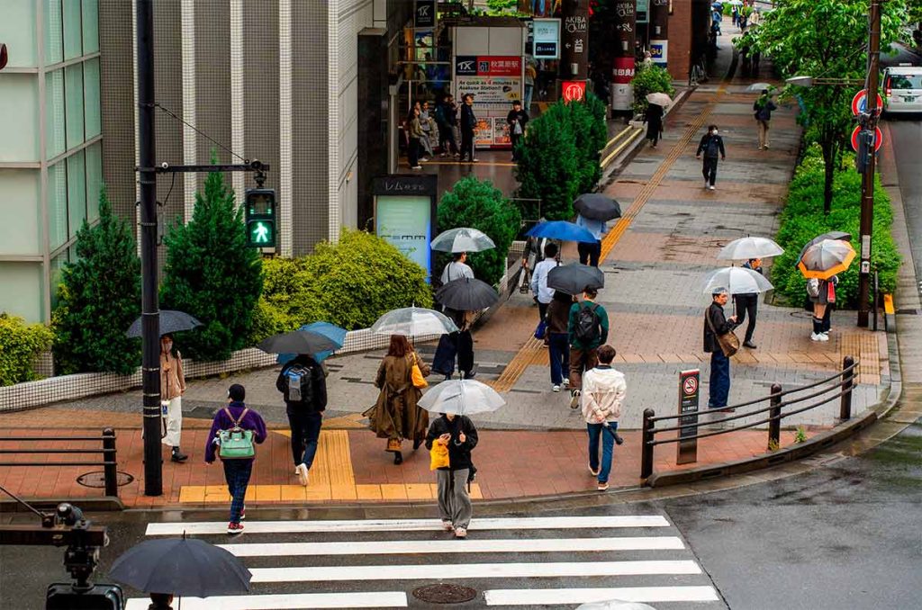 Llegaron las lluvias y también los alacranes: tips para mantenerlos lejos