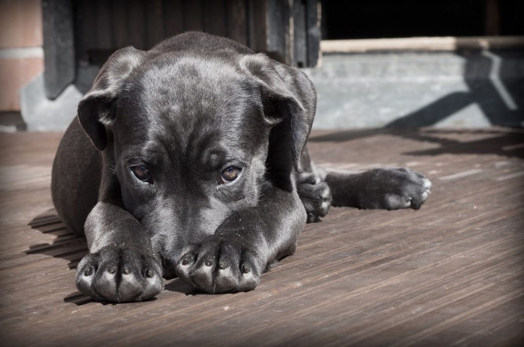 Veterinarios en Tijuana recordaron que cortar orejas o colas a perros por motivos estéticos ya no está permitido. La práctica puede traer consecuencias legales y afectar el bienestar de los animales.