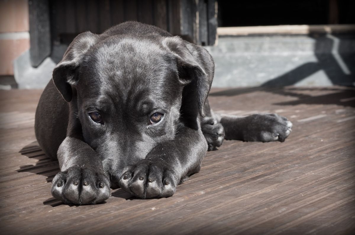 Adiós al corte de orejas y colas: prohíben esta práctica en mascotas