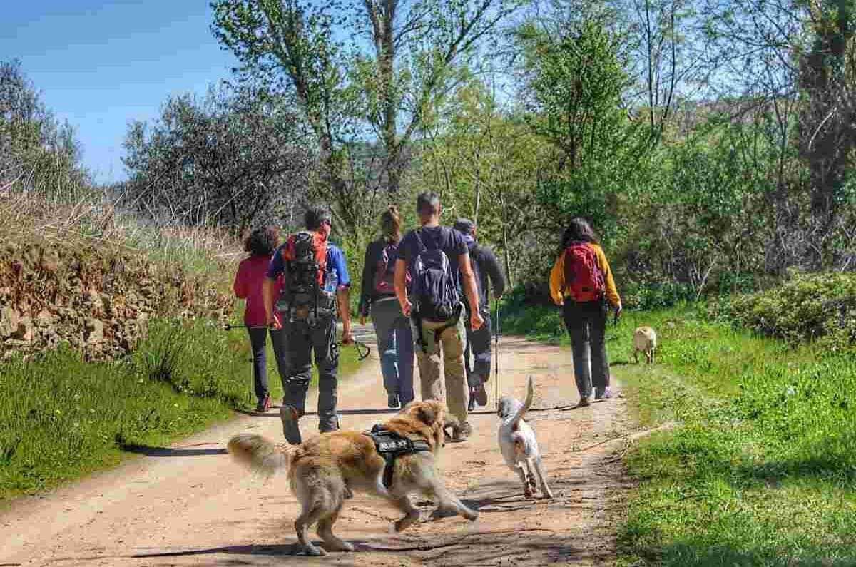 ¿Tu perro tiene energía de sobra? Llévalo a estas rutas de senderismo cerca de CDMX