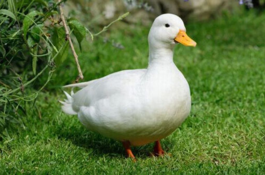Foto: mis animales 
