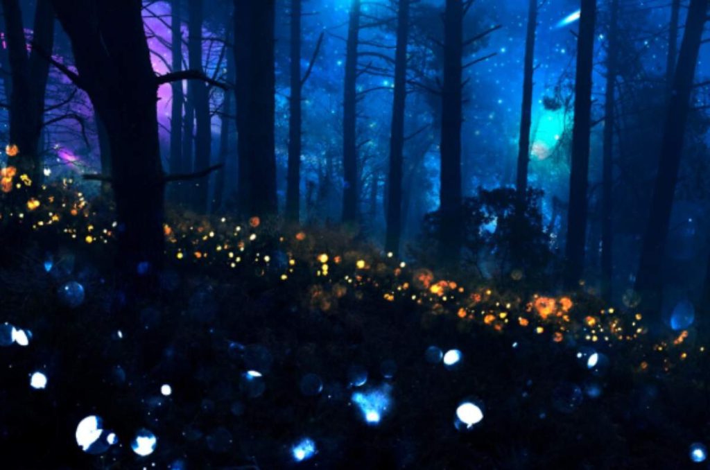 Festival de las Luciérnagas: aprende y descubre sobre estos insectos luminosos en CDMX