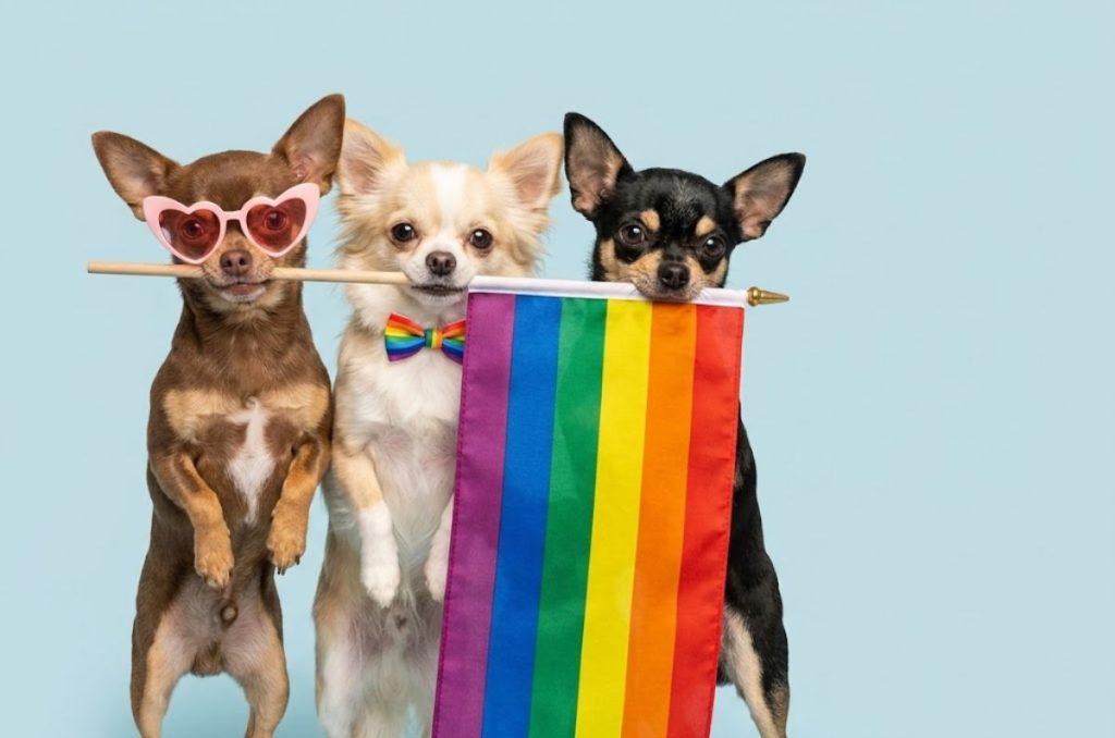 ¿Llevarías a tu mascota a la Marcha LGBT+? Expertos explican por qué no es buena idea