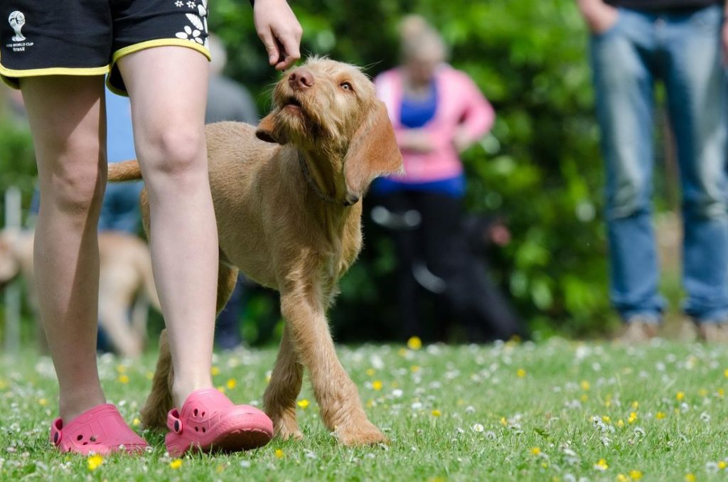 ¡Lomitos a la cancha! Can Fest lanza carrera de perritos mundialistas: fecha, ruta y cómo participar