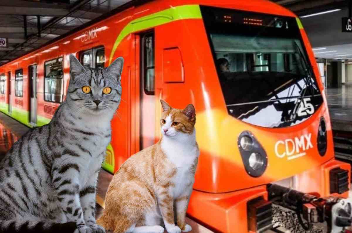Michis toman el Metro de la CDMX: detectan colonia de gatos en la estación Chabacano