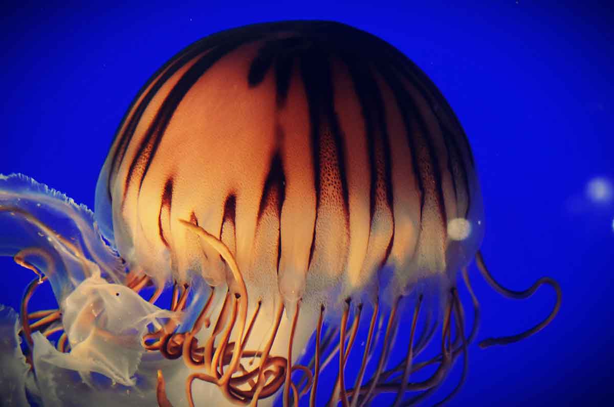 Vancouver Aquarium: el acuario más grande de Canadá con tiburones y ajolote