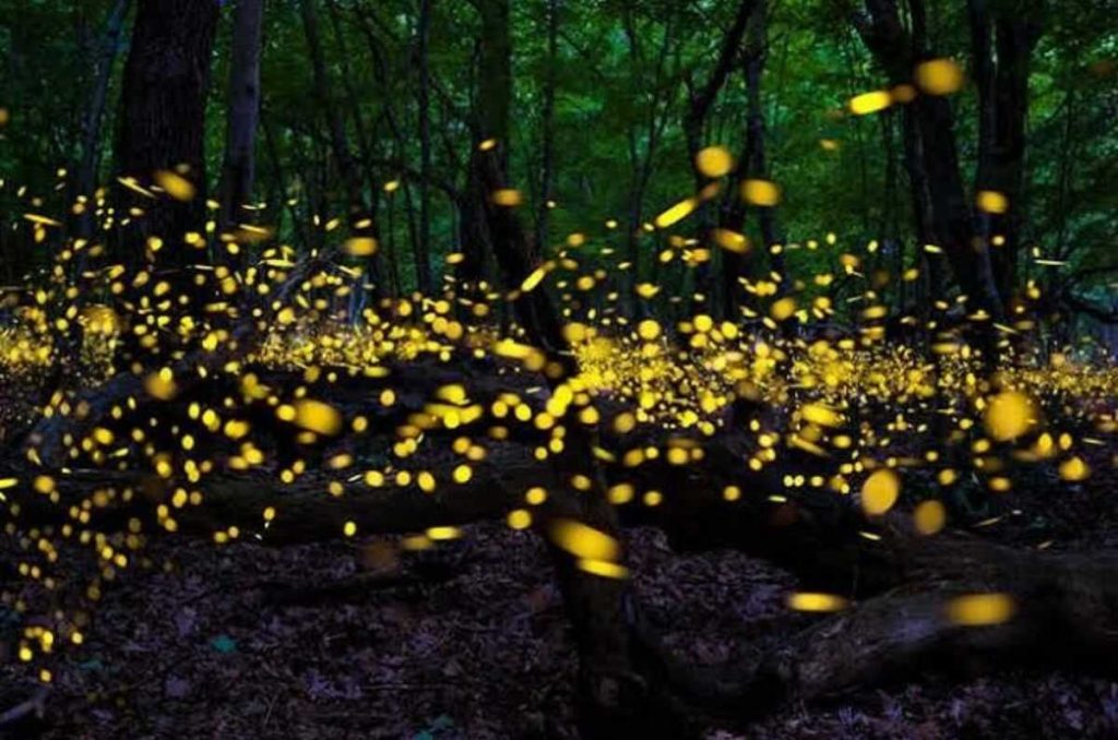 Foto: ExploraMéxico